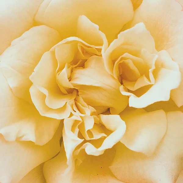 Gelbe Blüte