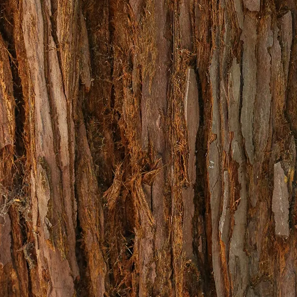 Holz