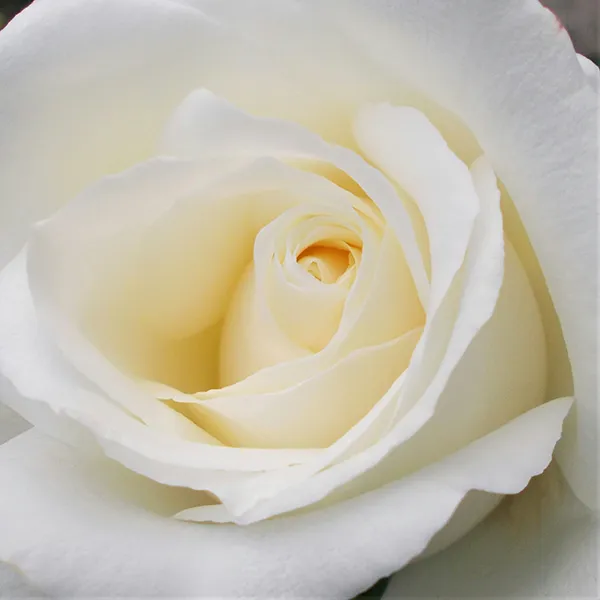 Weiße Rose